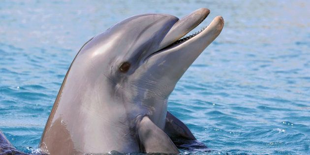 comunicazione col sonar di un delfino che emerge dall'acqua 